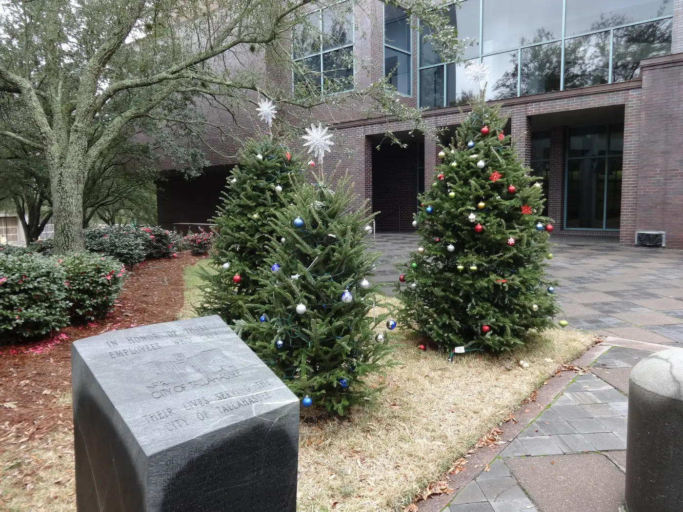 Christmas trees in front of Tallahassee City Hall on Adams Street.
