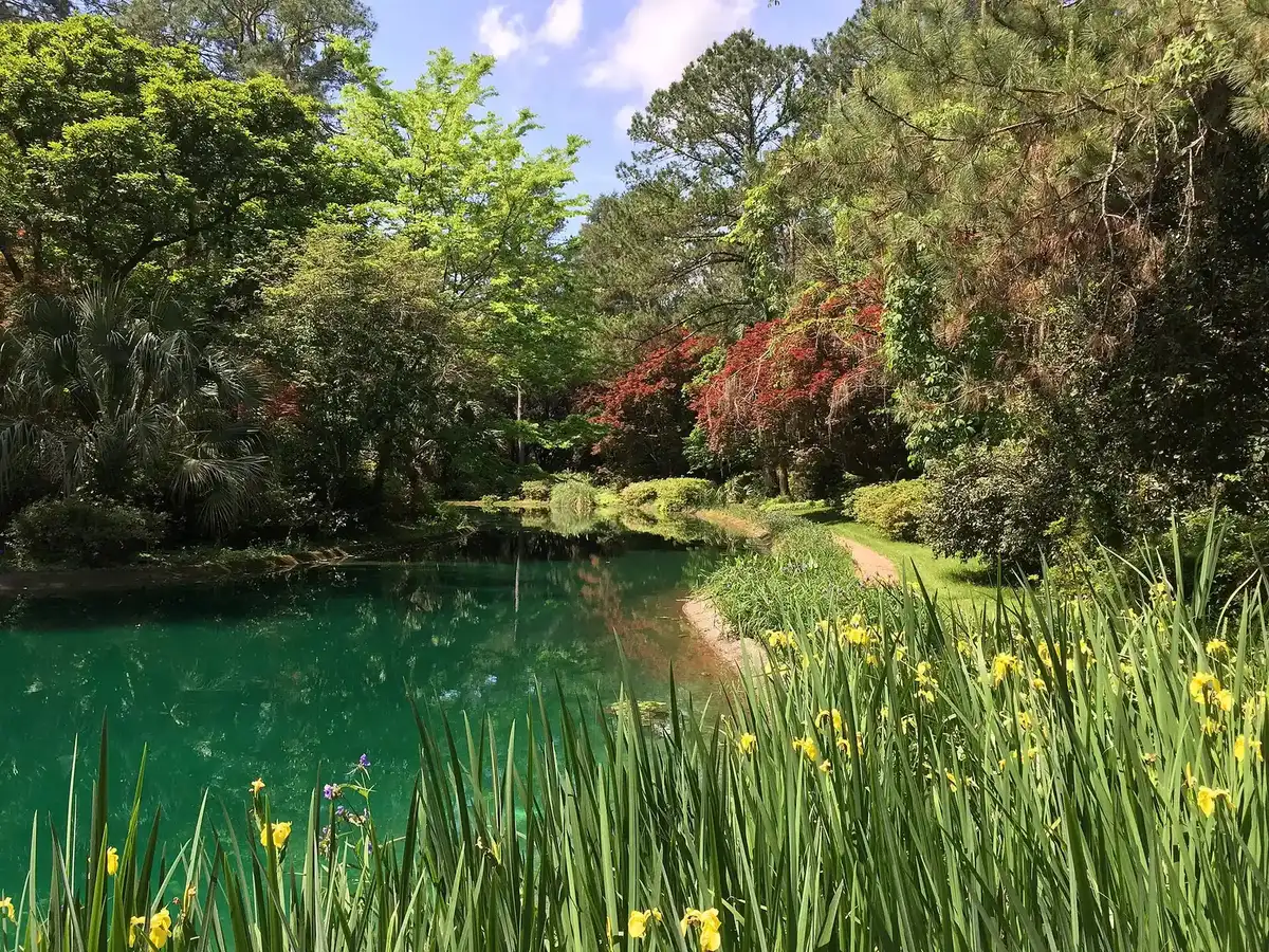 Yellow iris and red Japanese maples around the pond at Alfred B. Maclay Gardens State Park in Tallahassee in spring.