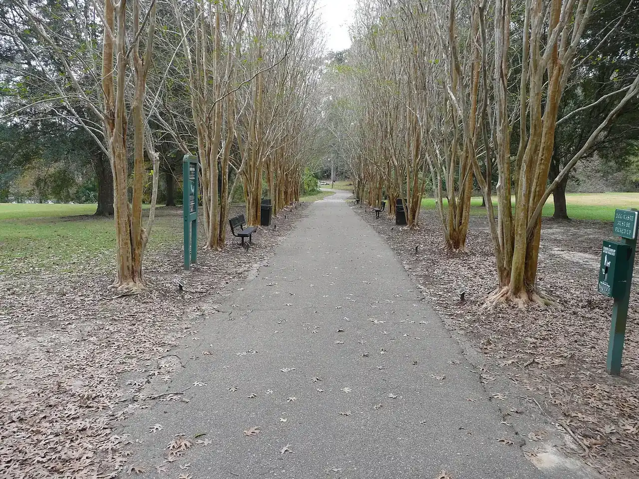 A paved path between rows of crape myrtles in McCord Park, in Tallahassee's Betton Hills neighborhood.