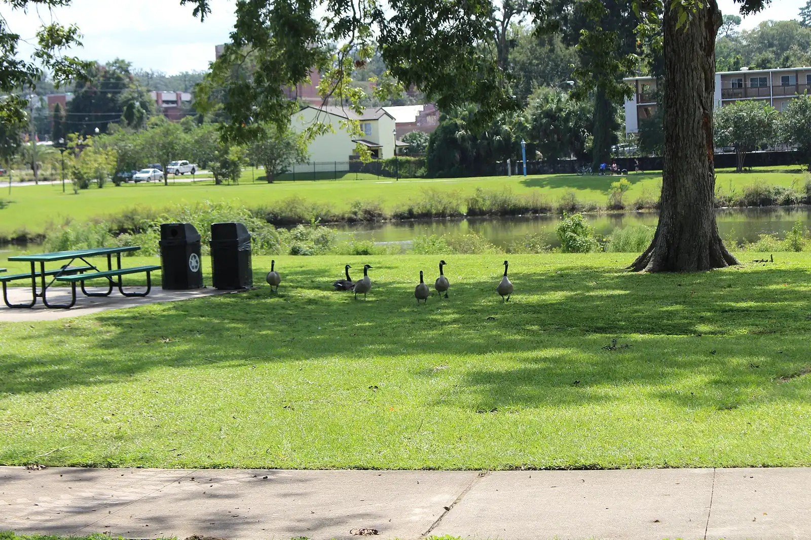 Geese on the lawn beside the pond at Carter-Howell-Strong Park in Frenchtown, Tallahassee.