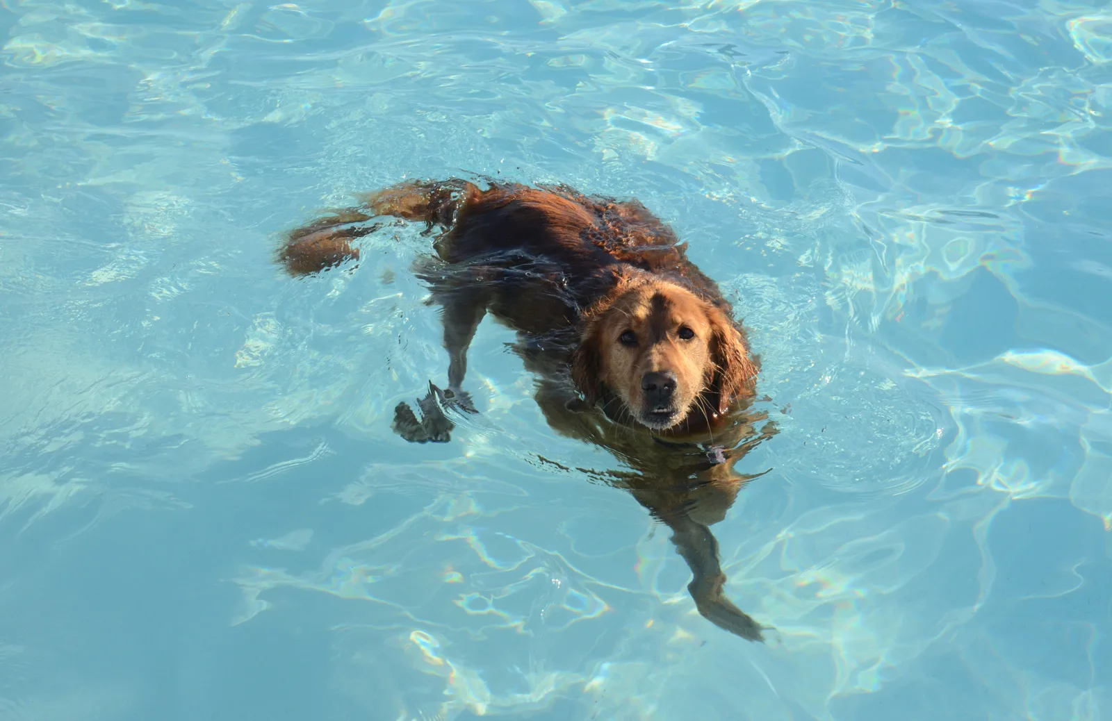 A dog swims at an end-of-season pool day for dogs in Columbia, Missouri. The picture does not show Trousdell Aquatics Center.